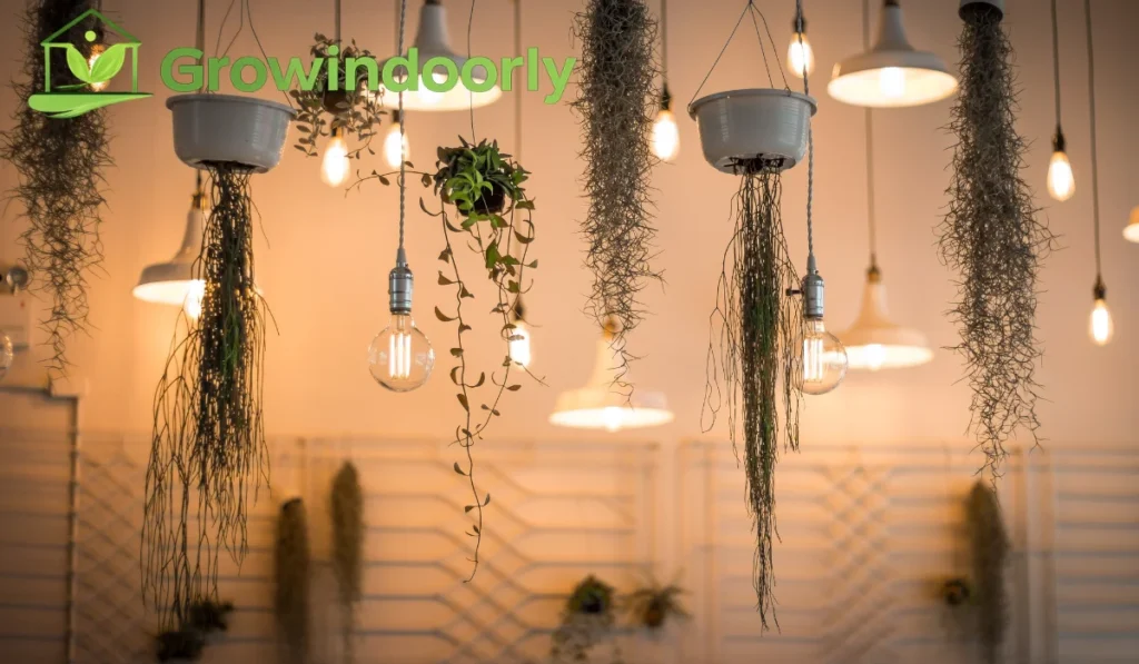 Lighting Requirements for Safe Indoor Plants