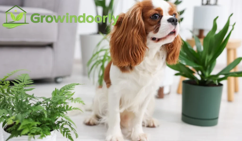 Lighting Requirements for Safe Indoor Plants