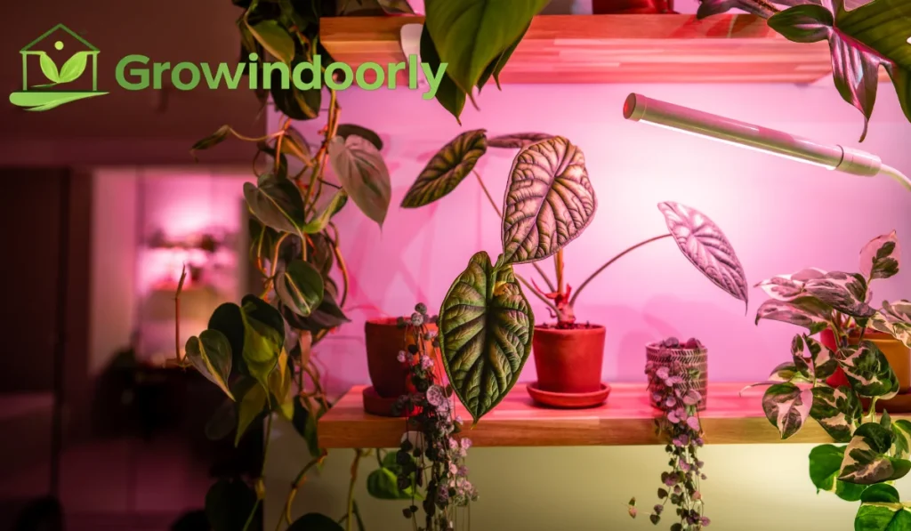 Lighting Requirements: Natural Light vs Grow Lights