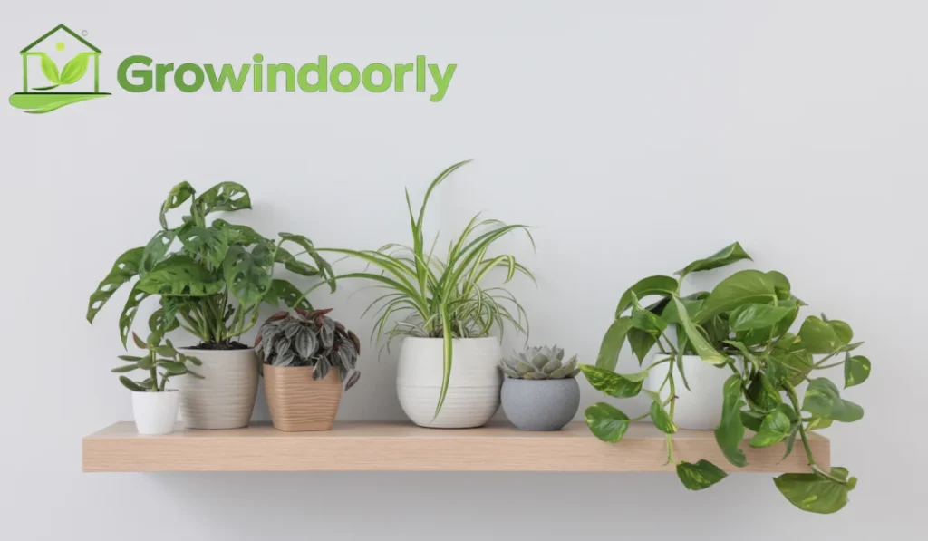 Low Light Indoor Plants