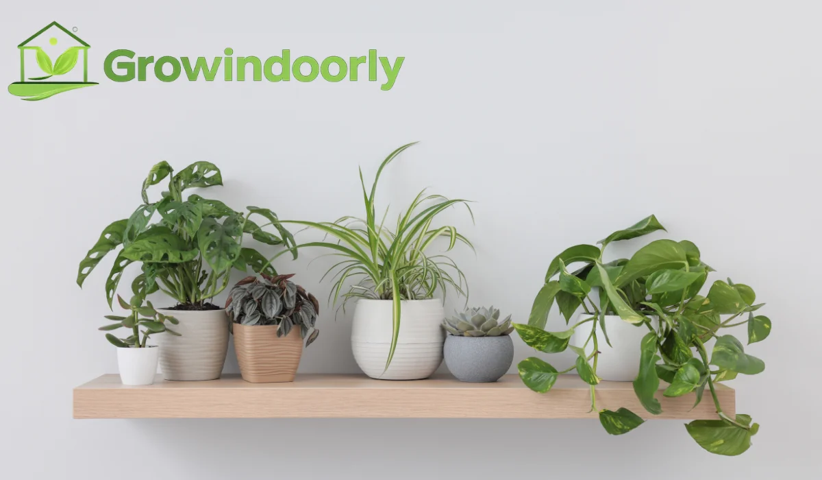 Low Light Indoor Plants