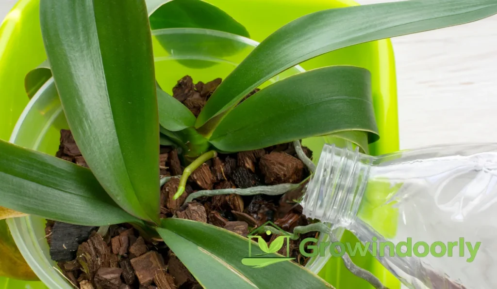 Proper Watering Methods