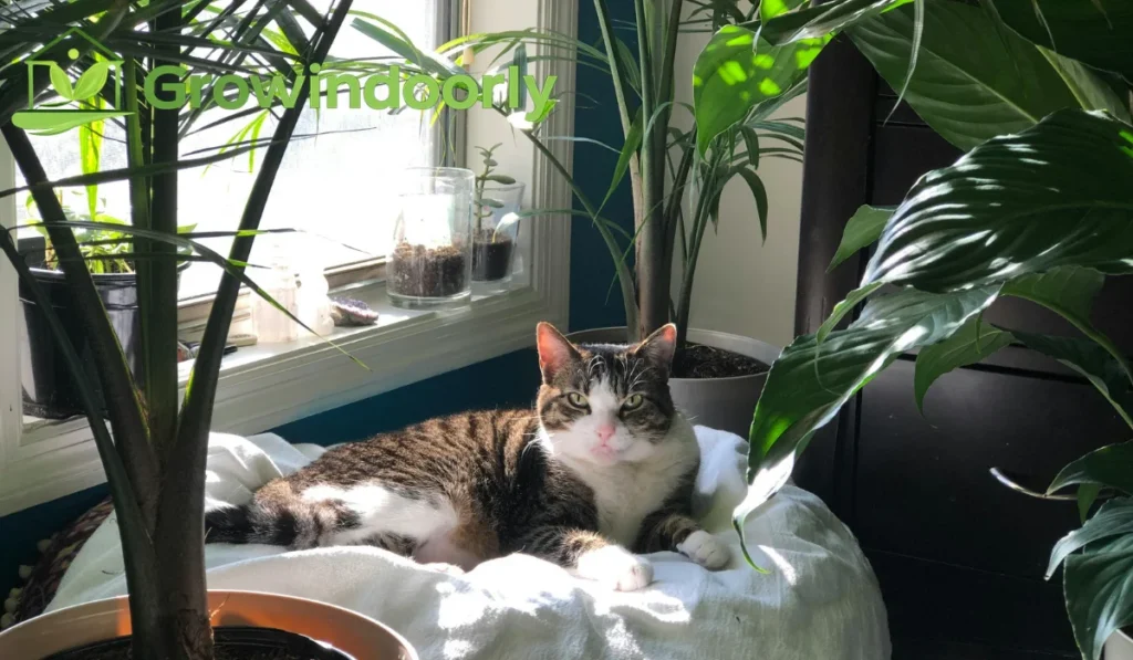 Routine Maintenance and Foliage Grooming