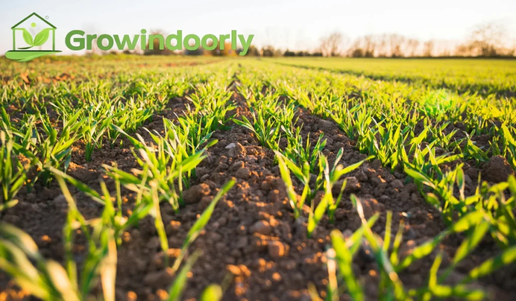 Soil and Growing Medium Specifications
