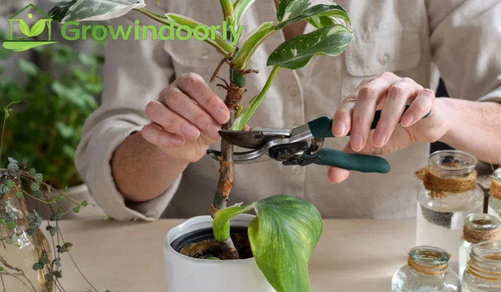 Stem Propagation in Water or Soil