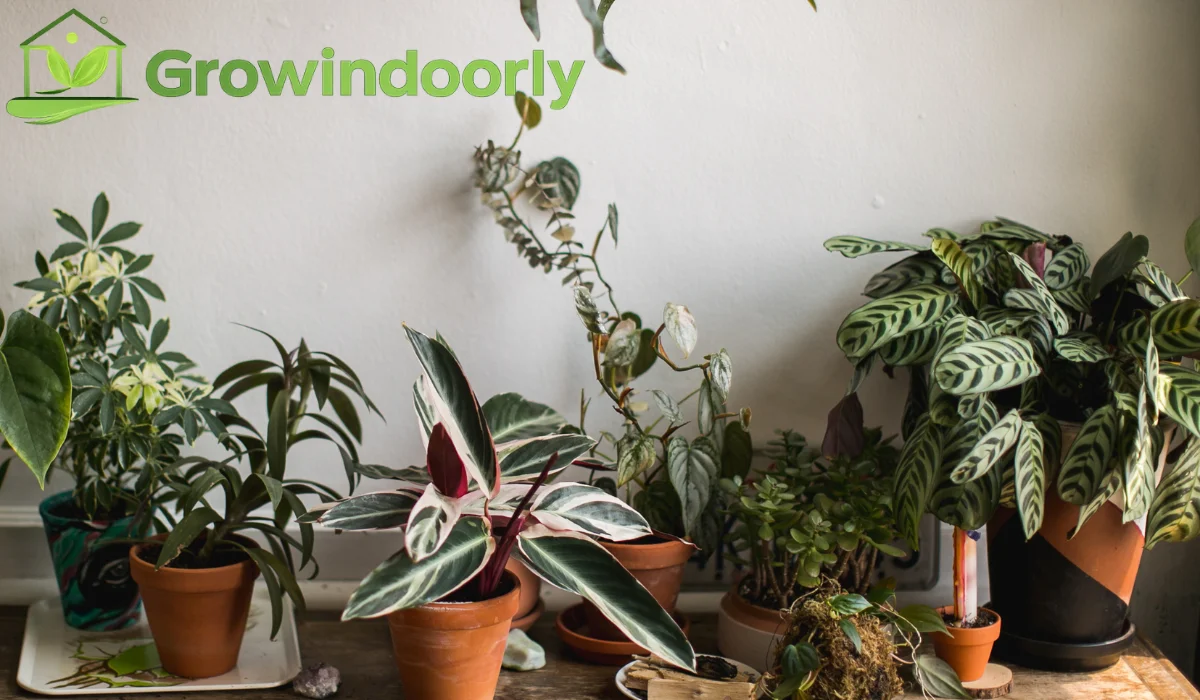 Tall Indoor House Plants