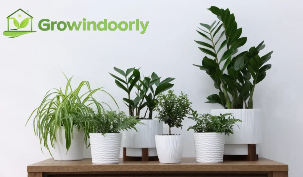 top 10 indoor plants