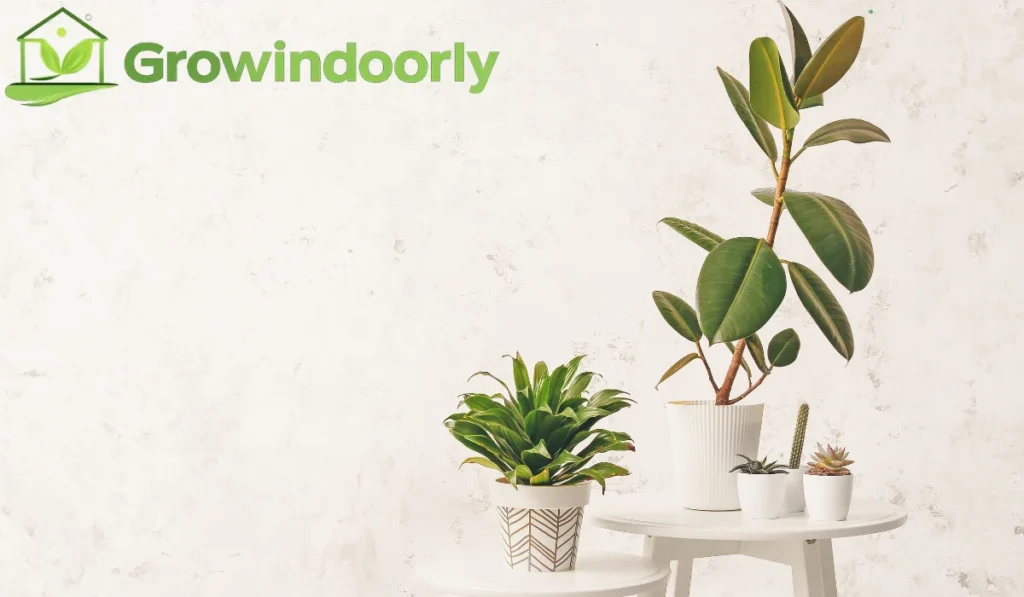 tropical plants indoor