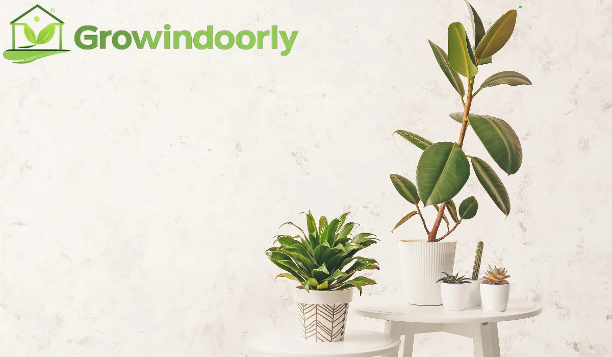 tropical plants indoor