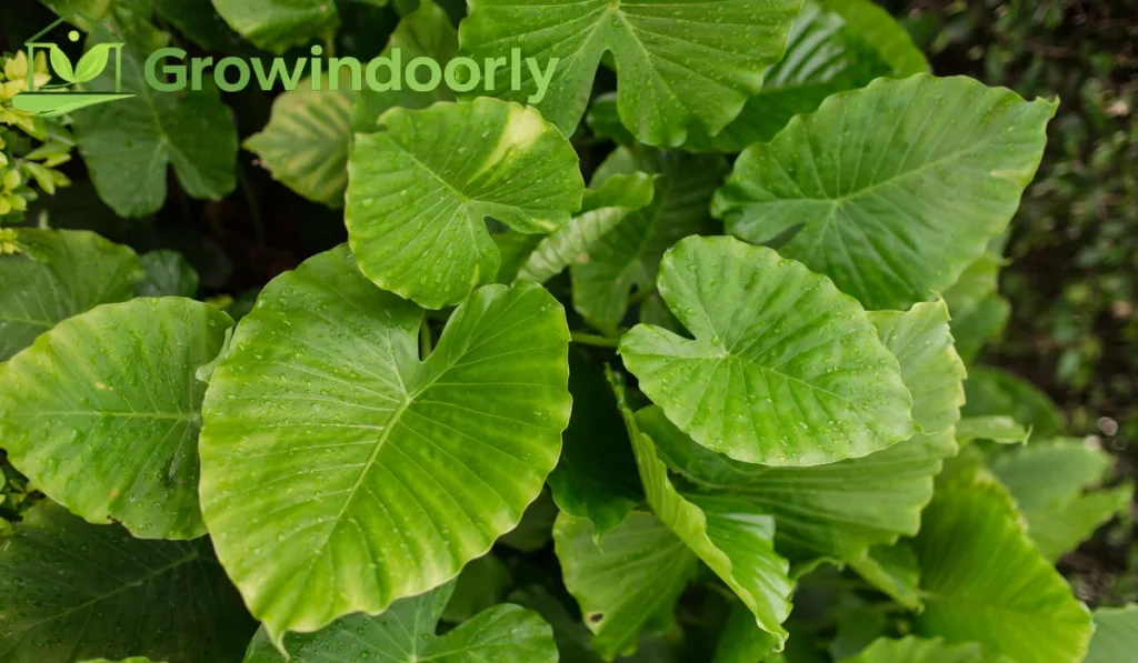 Understanding Elephant Ear Plants Indoors