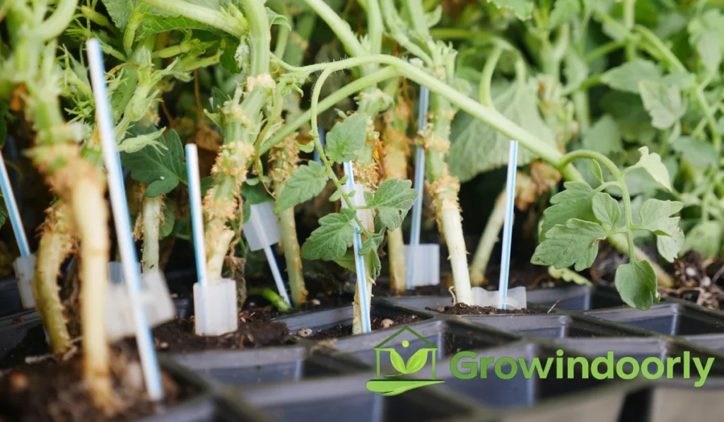 Understanding Indoor Growing Mediums
