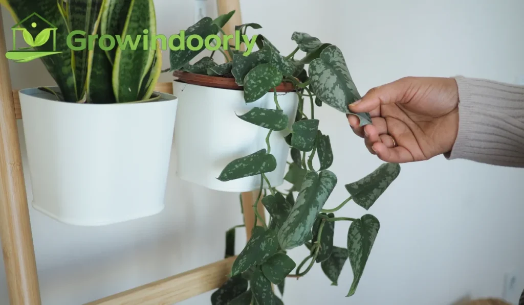 Understanding Indoor Plants and Home Environments