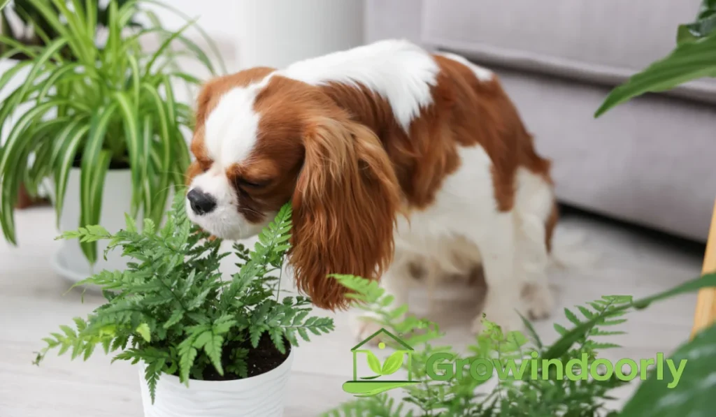 Understanding Pet Friendly Indoor Plants