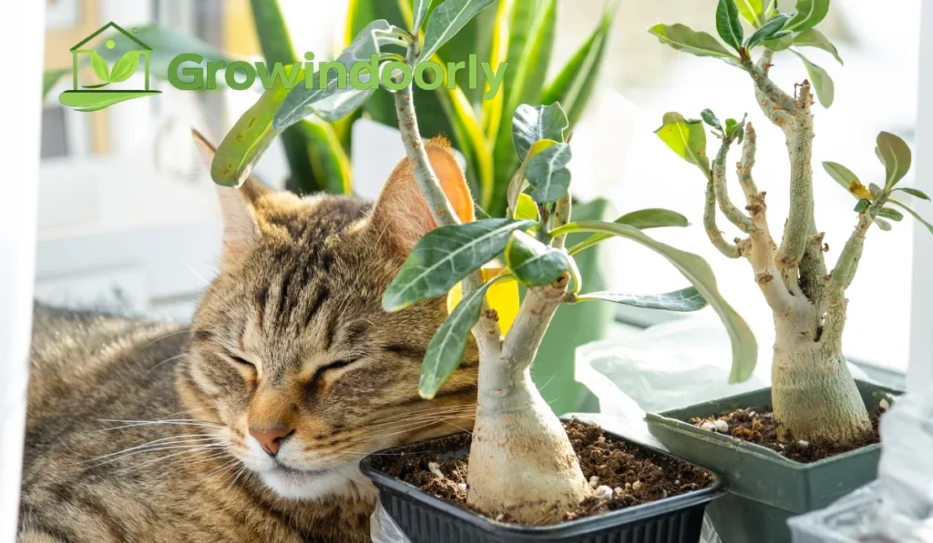 Understanding Pet Safe Indoor Plants and Plant Toxicity
