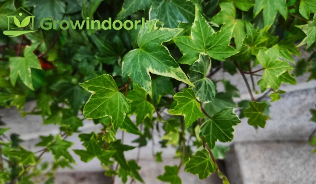 Understanding the Hedera Helix Indoor Plant