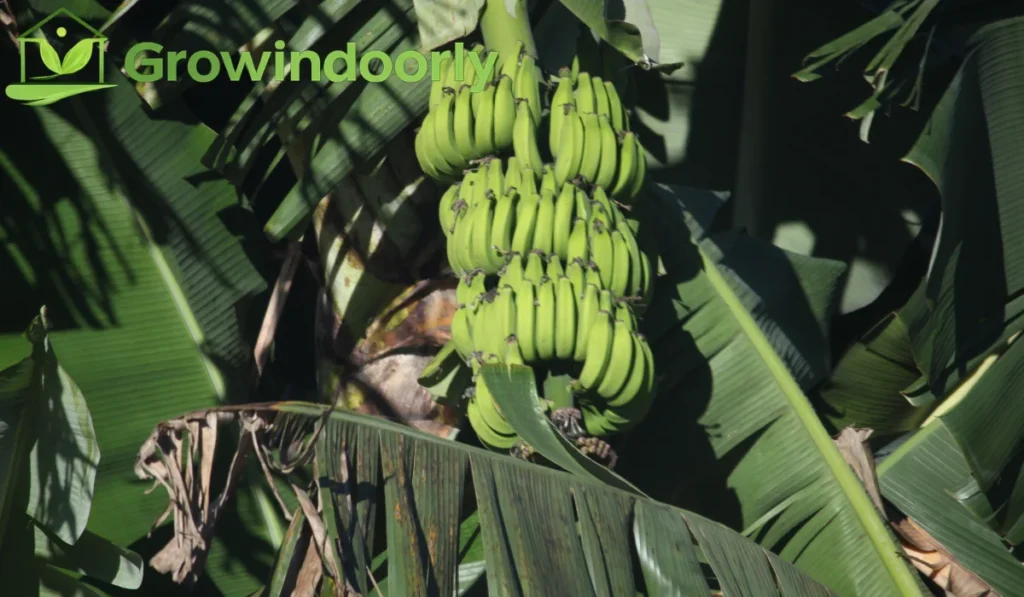 Understanding the Indoor Banana Tree