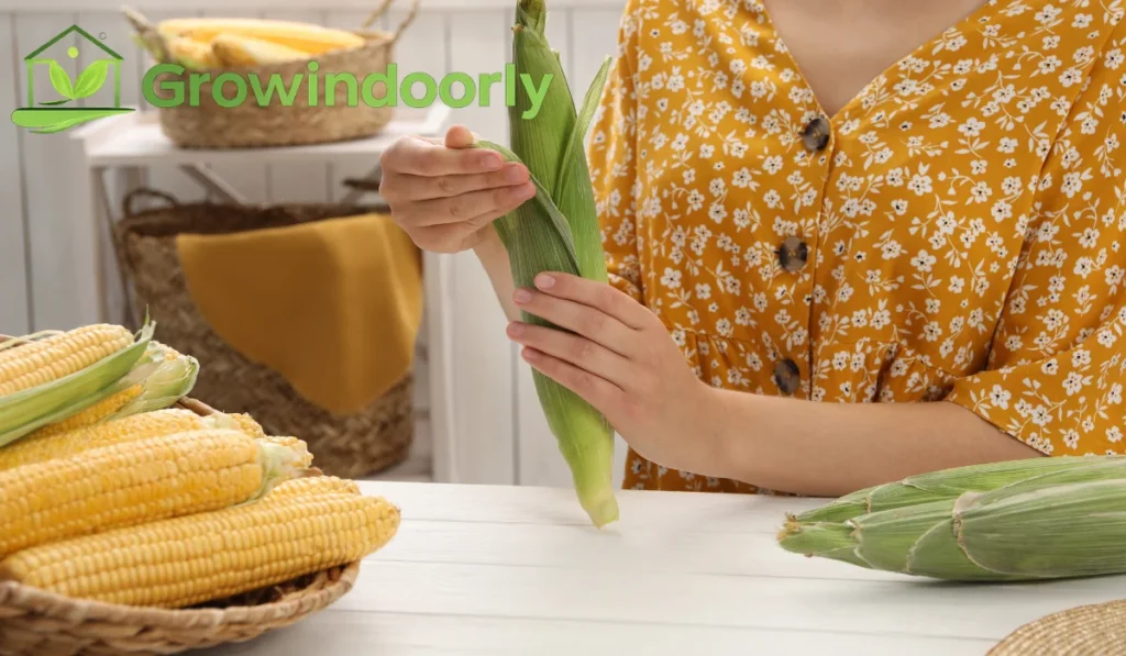 Understanding the Indoor Corn Plant