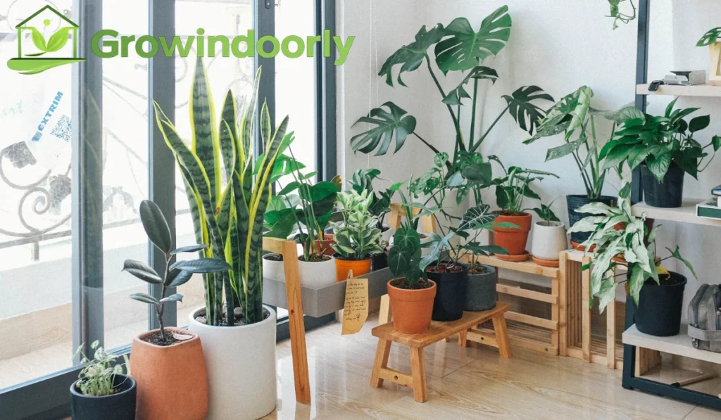 Understanding the Indoor Monstera Plant