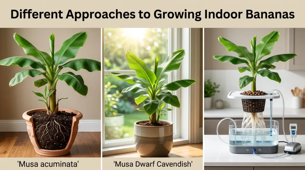 Different Approaches to Growing Indoor Bananas